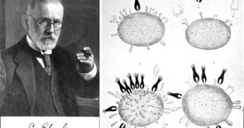 ehrlich chemoterapie succes