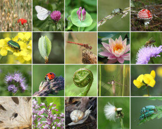 Start la înscrieri la cea de-a III-a ediție a competiției școlare NATURA DINTRE APE